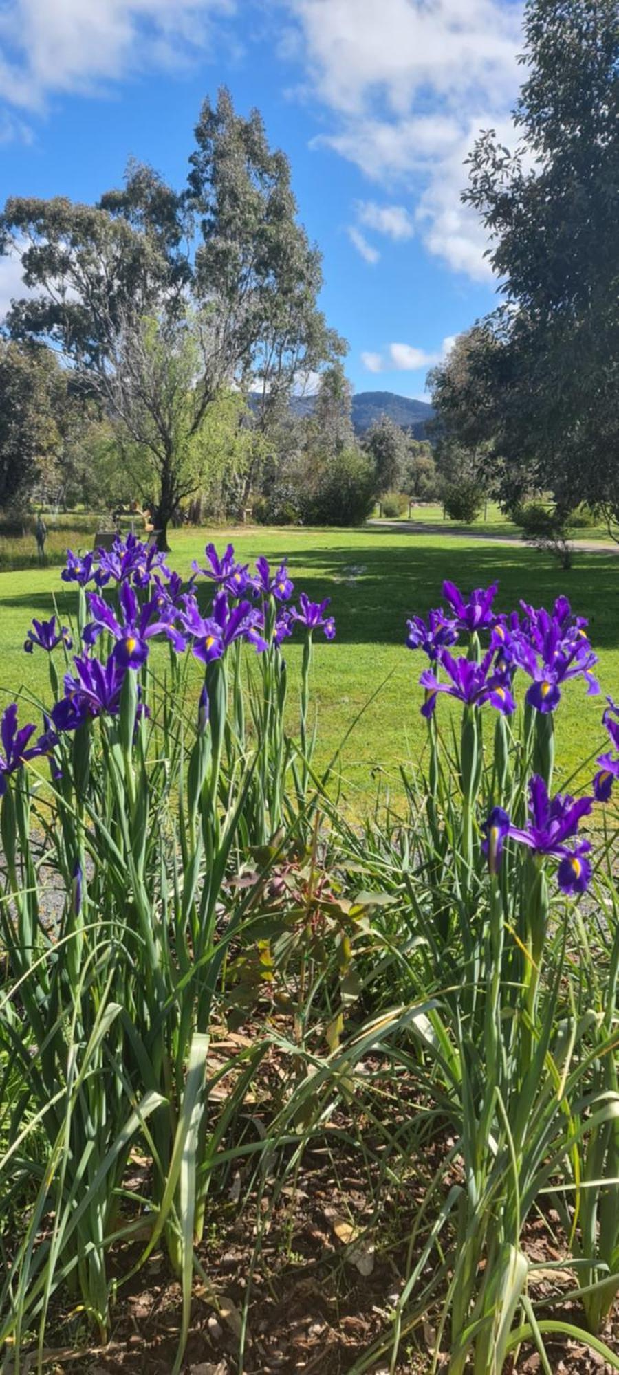 Halls Haven Holiday Units Halls Gap Exterior foto